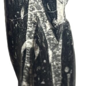 orthoceras statue 41 - Sians Emporium orthoceras statue 41