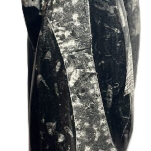 orthoceras statue 42 - Sians Emporium orthoceras statue 42