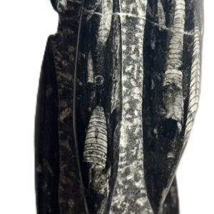 orthoceras statue 43 - Sians Emporium orthoceras statue 43