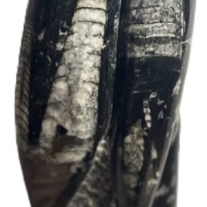 orthoceras statue 44