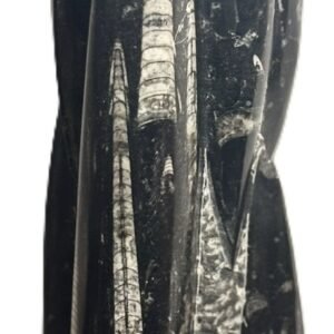 orthoceras statue 51