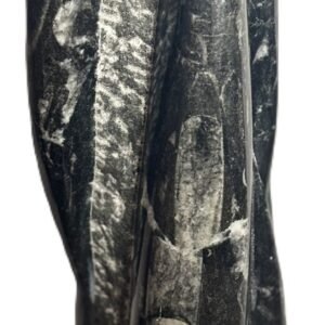 orthoceras statue 53 - Sians Emporium orthoceras statue 53