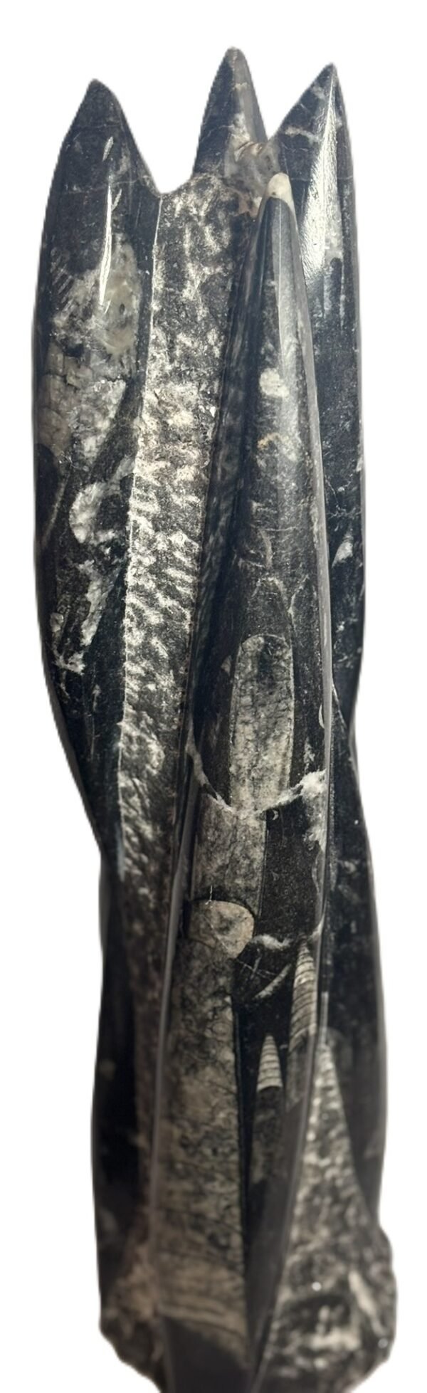 orthoceras statue 53 - Sians Emporium orthoceras statue 53