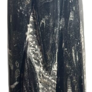 orthoceras statue 54 - Sians Emporium orthoceras statue 54