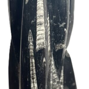 orthoceras statue 55 - Sians Emporium orthoceras statue 55