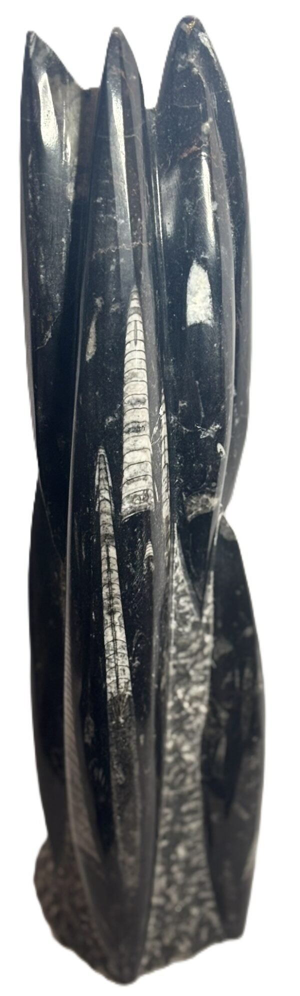 orthoceras statue 55 - Sians Emporium orthoceras statue 55