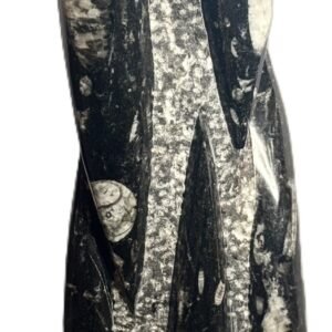 orthoceras statue 62 - Sians Emporium orthoceras statue 62