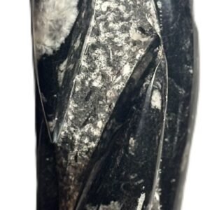 orthoceras statue 64 - Sians Emporium orthoceras statue 64