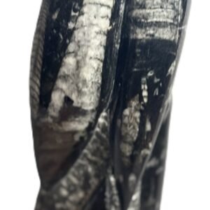 orthoceras statue 65 - Sians Emporium orthoceras statue 65