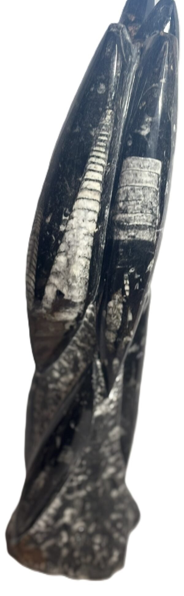 orthoceras statue 65 - Sians Emporium orthoceras statue 65