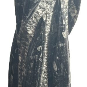 orthoceras statue c 1