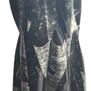 orthoceras statue c 3 - Sians Emporium orthoceras statue c 3