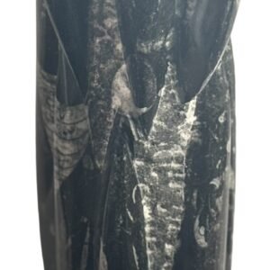 orthoceras statue c 4 - Sians Emporium orthoceras statue c 4