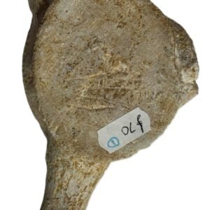 plesiosaur vertebrae ribs 1