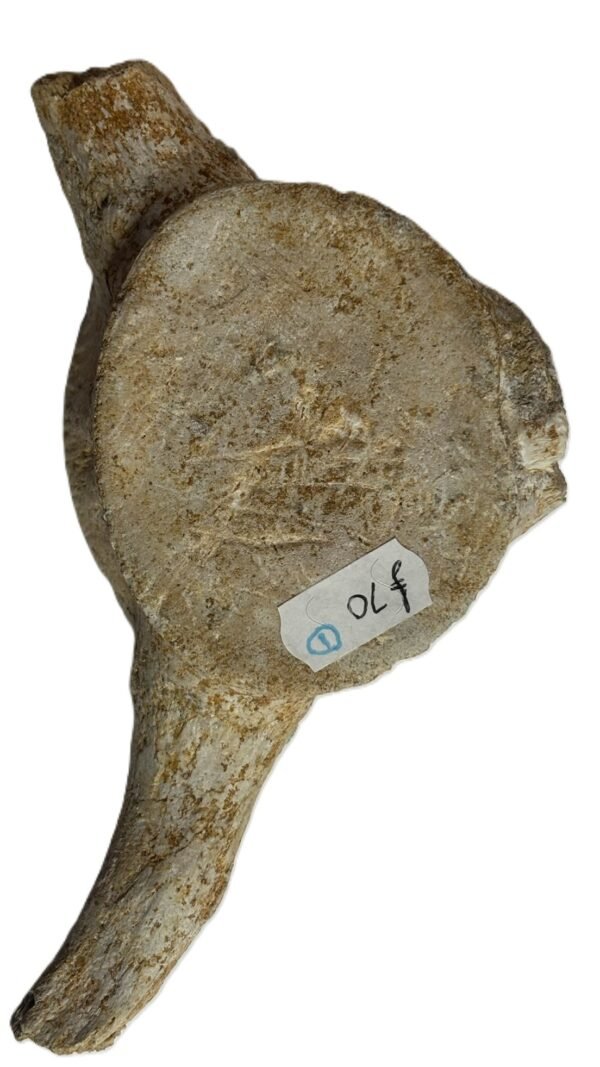 plesiosaur vertebrae ribs 1
