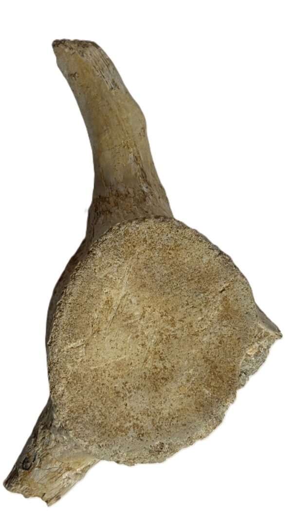 plesiosaur vertebrae ribs 2