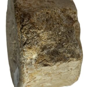 plesiosaur vertebrae ribs 3