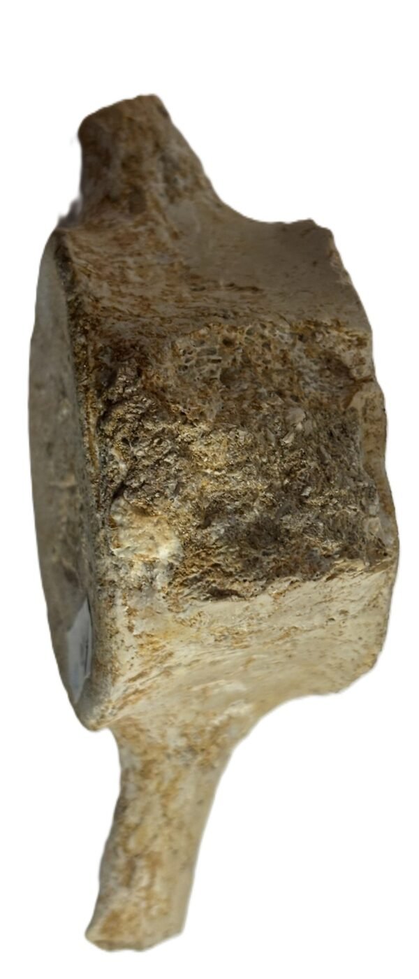 plesiosaur vertebrae ribs 3