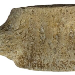 plesiosaur vertebrae ribs 4