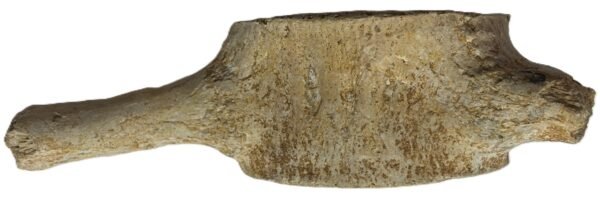plesiosaur vertebrae ribs 4