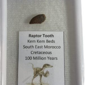 raptor tooth 1
