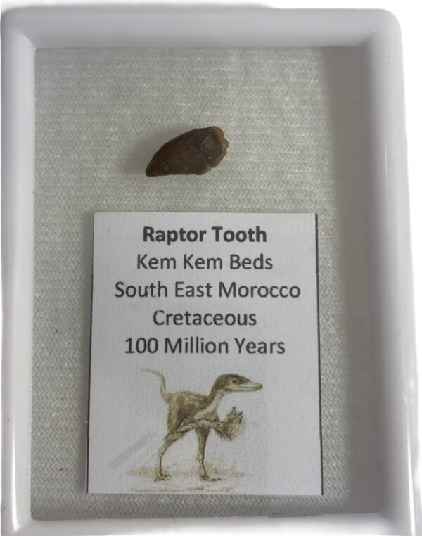 raptor tooth 1 - Sians Emporium raptor tooth 1