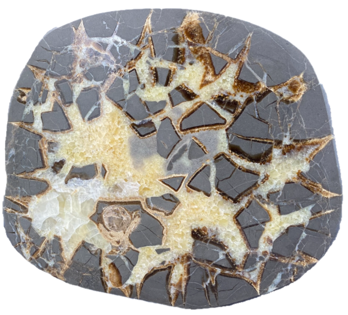 Polished cross-section of a septarian concretion showing dark grey host material divided by distinctive cream, yellow and brown mineral-filled cracks.