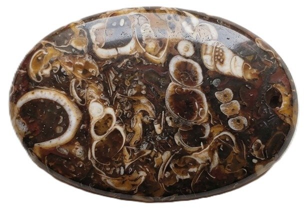 Turritellaagatefossil sians emporium Oval polished cabochon of turritella agate displaying white and cream fossilized spiral snail shells suspended in a dark brown chalcedony matrix